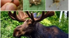 Power fly nebo deer blood